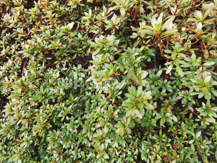 青々とした植物 植物,葉っぱ,緑の写真素材