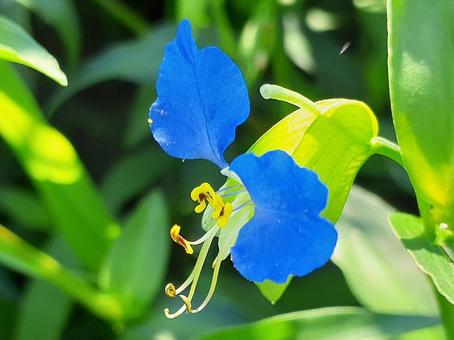 晴れの日の露草 露草,ツユクサ,花の写真素材
