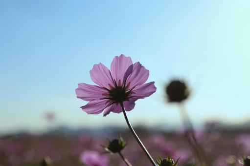 晩秋のコスモス ひまわり,コスモス,花の写真素材