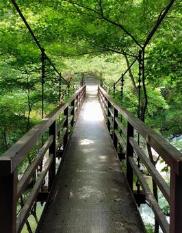 木々と光と橋 木々と光と橋の写真