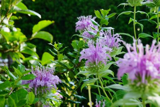 タイマツバナの花 タイマツバナの花の写真