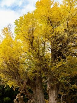丸森の大銀杏⑾ イチョウ,黄葉,秋の写真素材