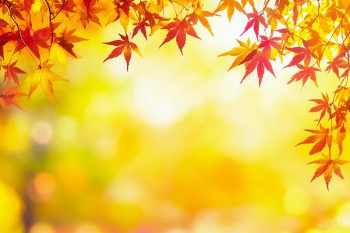 秋背景素材(紅葉・もみじ) 秋背景素材(紅葉・もみじ)の写真