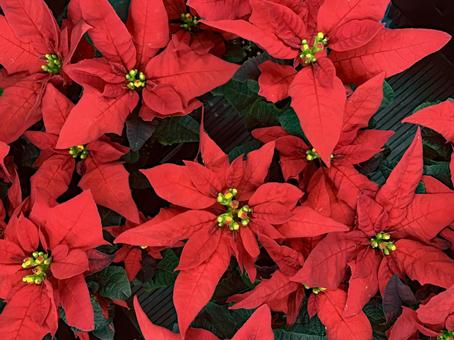 ポインセチア　花 クリスマス,冬,１２月の写真素材