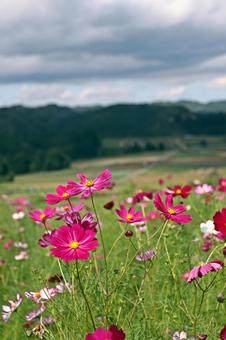 コスモス 秋,コスモス,秋桜の写真素材