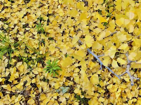 イチョウの絨毯 イチョウ,銀杏,日本の写真素材