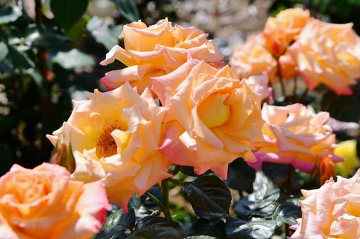 薔薇　モナリザ 薔薇,モナリザ,オレンジの写真素材