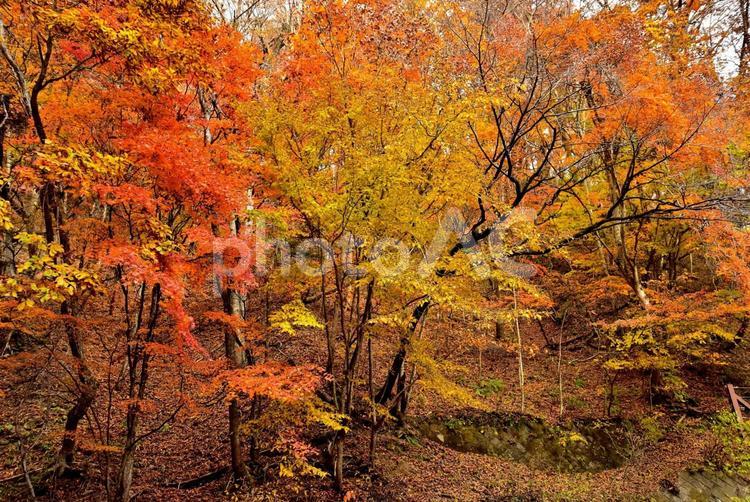 秘境の紅葉（栃木川俣） 紅葉,秋,秘境の写真素材
