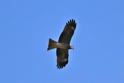 Black Kite, JPG