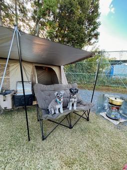 キャンプで椅子に座るワンコ 犬,わんこ,犬科の写真素材