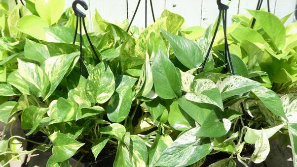 ポトスの葉 観葉植物 グリーン ポトスの葉 観葉植物 グリーンの写真