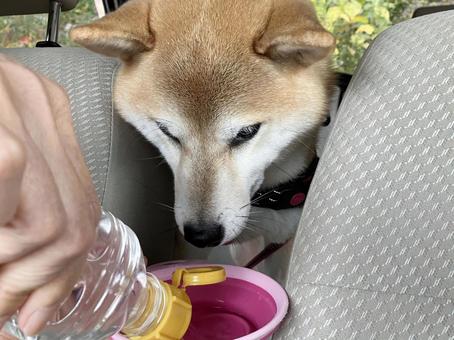 車内で水を飲む柴犬 柴犬,愛犬,日本犬の写真素材