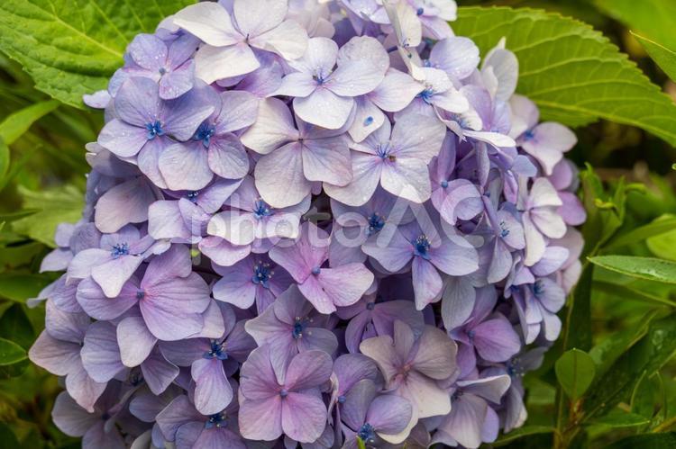 雨粒がきらめく紫陽花の花 紫陽花,花,花びらの写真素材