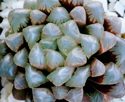 Photo, succulent plants, plant, natural, 