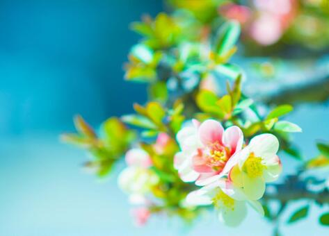 Plum blossom, plum, flower, wood, JPG