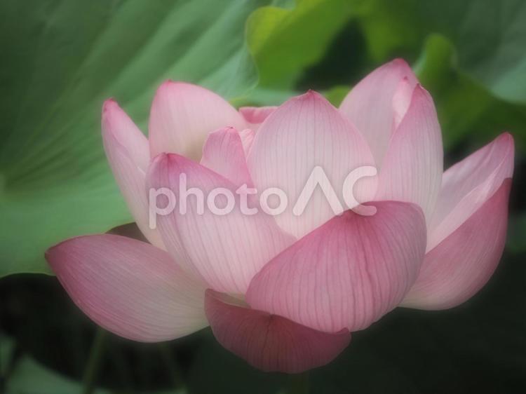 蓮の花　ふんわり 蓮,花,花びらの写真素材