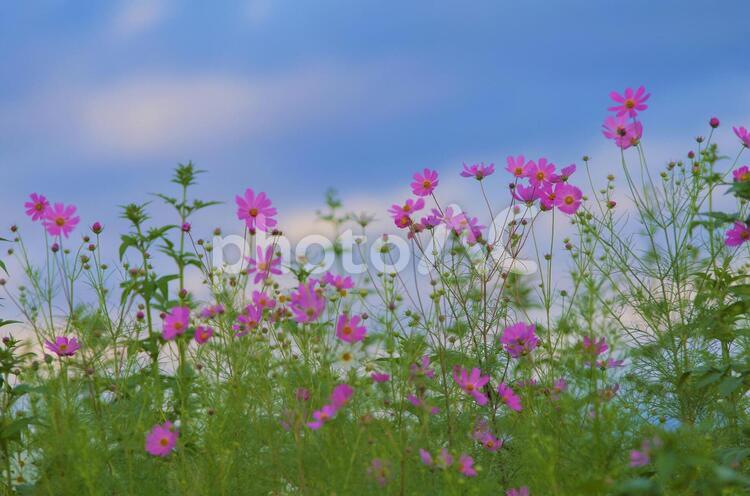 コスモスの花のイメージ コスモス,花,花畑の写真素材