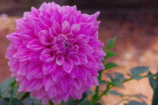 ダリア ピンクの花 秋の花 天竺牡丹 ダリア ピンクの花 秋の花 天竺牡丹 ダリア,ピンクの花,秋の花の写真素材