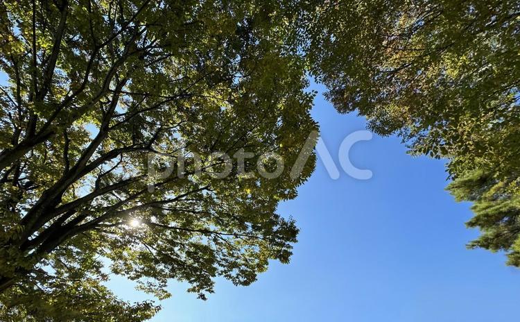 秋空の木漏れ日 木漏れ日,秋空,快晴の写真素材