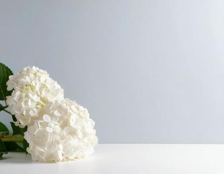 白い紫陽花 白い紫陽花の写真