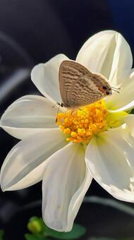 ウラナミシジミとダリア～縦位置３ 蝶,動物,ウラナミシジミの写真素材