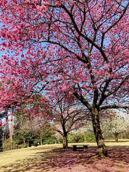 お花 お花 花見,桜,花の写真素材