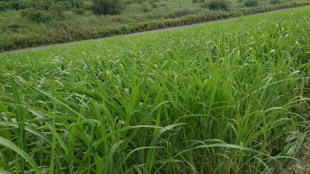 草むら 緑の波 草むら 緑の波 草むら,緑の波,緑の写真素材