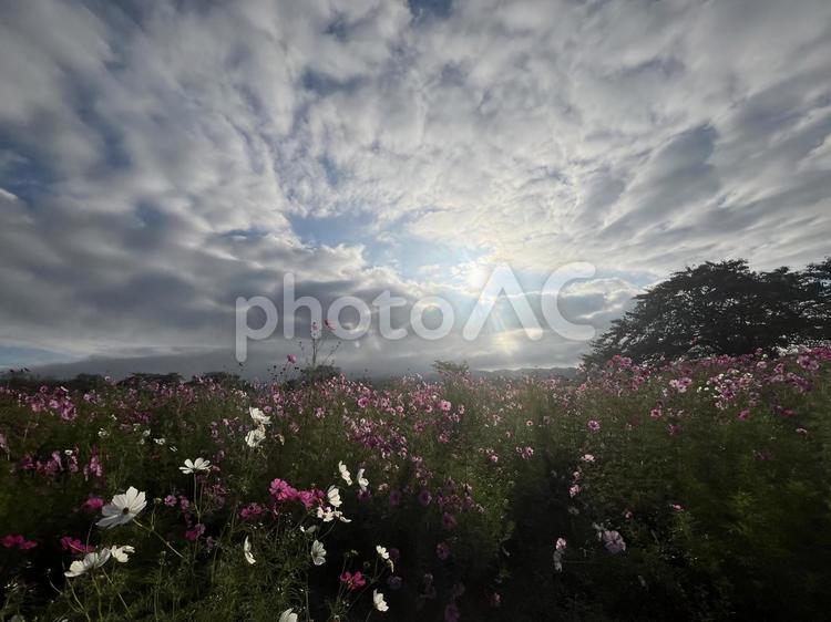 朝日を浴びる秋桜① 秋,風景,自然の写真素材