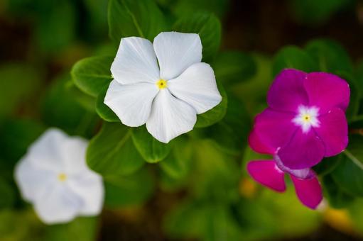 ニチニチソウの写真