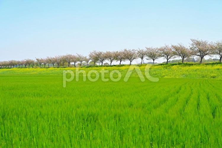思川桜（栃木） 桜,菜の花,春の写真素材