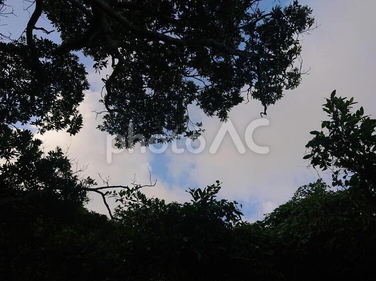 20190907森の写真 木,風景,自然の写真素材