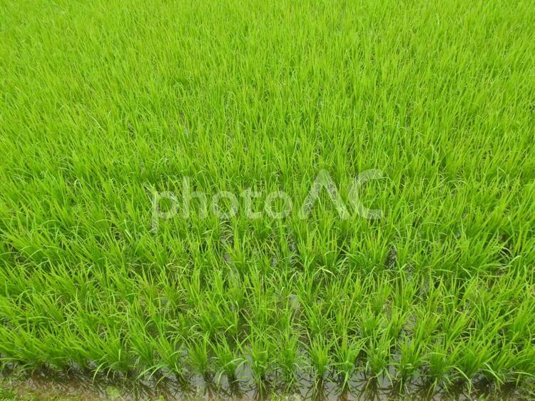成長する稲 田んぼ,稲,水田の写真素材