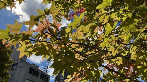 色づく紅葉 眩しい,日差し,紅葉の写真素材