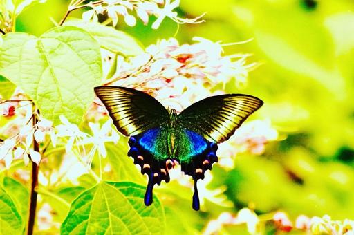 夏の白い花で羽を広げたカラスアゲハ 夏の白い花で羽を広げたカラスアゲハ カラスアゲハ,白い花,8月の写真素材