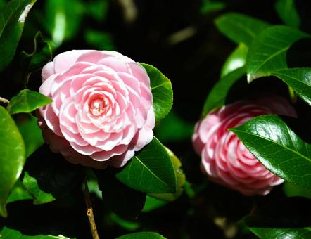 Photo, ফুল, পরাকাষ্ঠা, গাছের পাতা, 