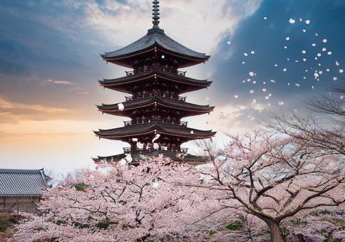 桜舞う五重塔の春景色 桜舞う五重塔の春景色の写真