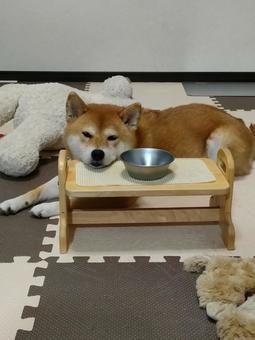 ご飯の台にあご乗せする柴犬です! ご飯の台にあご乗せする柴犬です! 犬,柴犬,シバの写真素材