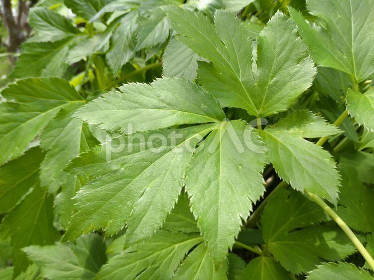 アシタバの栽培 明日葉,セリ科,植物の写真素材