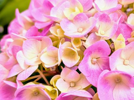 紫陽花 ピンク 紫陽花 ピンク 紫陽花,あじさい,花の写真素材