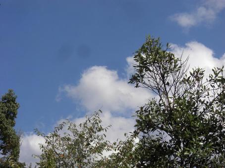 Photo, trees, wood, dry, 