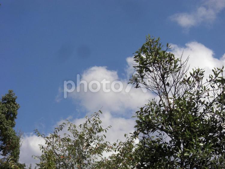 樹々と青空-24 樹々,木,幹の写真素材