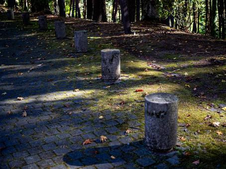 森の散歩道と木漏れ日 森,木漏れ日,道の写真素材