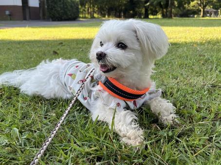 マルチーズの散歩 マルチーズの散歩 犬,マルチーズ,犬の散歩の写真素材