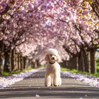 桜並木を散歩するプードル 桜並木を散歩するプードルの写真