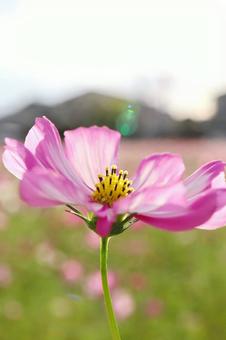コスモス コスモスの写真