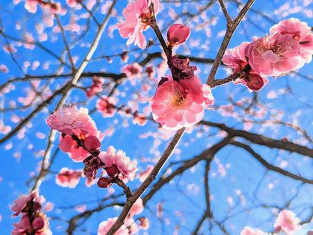 梅の花 梅の花の写真
