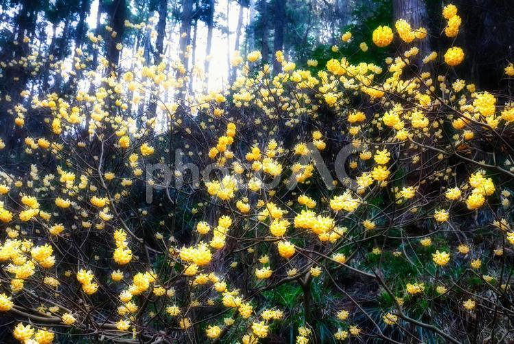 焼森山のミツマタ群生地 ミツマタ,花,焼森山の写真素材