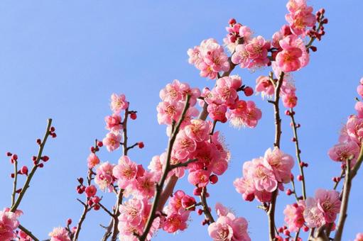 かわいいピンクの梅の花　１ 梅,ピンク,正月の写真素材