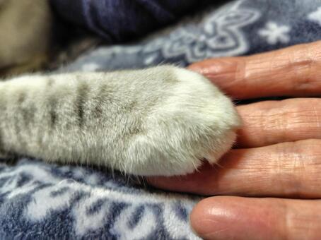 手と手 ねこ,ニャンコ,しましまの写真素材