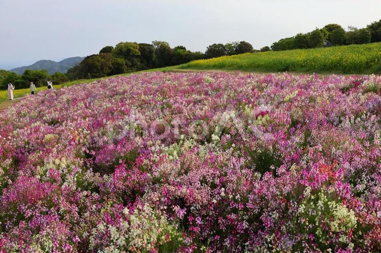 あわじ花さじきのキンギョソウと菜の花 あわじ花さじき,キンギョソウ,菜の花の写真素材